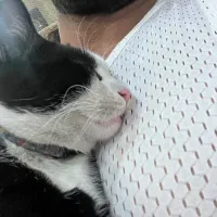 واگذاری گربه DSH