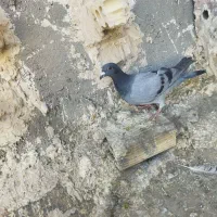 کبوتر کفتر سرور و سبز|پرنده|بوژگان, |دیوار