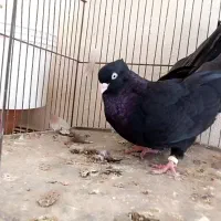 نر سوسنی و ماده سیاه|پرنده|بندر ماهشهر, |دیوار