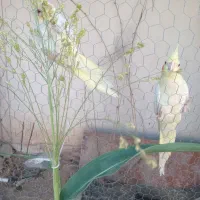 دوجفت عروس هلندی زردجوان سالم|پرنده|شوش, |دیوار