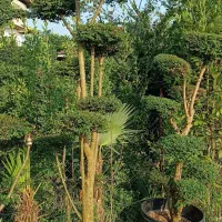 گل و گیاه مخصوص ویلها و فضای سبز لوکس|گل و گیاه طبیعی|چابکسر, |دیوار