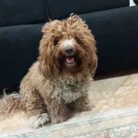 پودل نر جهت جفت گیری واکسیناسیون کامل