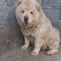 چاوچاوماده دوساله