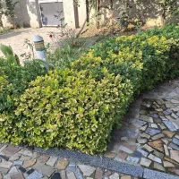 شمشاد طلایی و سبز