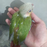 جوجه سرلاکی گیرینچیک اناناسی فول رد قرمز|پرنده|شهریار, شهریار|دیوار