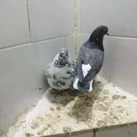 ۵ تا کفترعتیقه سالم یکجا  فروش یامعاوضه باقناری نر