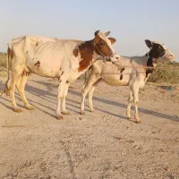 گاو با گوساله ماده بزرگ ۱۰کیلو شیر شادگان|حیوانات مزرعه|آبادان, |دیوار