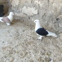 کبوتر قندی و دوکت سیاه|پرنده|اهرم, |دیوار