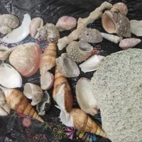 سنگ وصدف آکواریوم