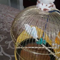 یک جفت مرغ عشق با قفس|پرنده|رودهن, |دیوار