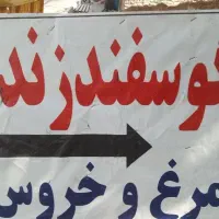 فروش گوسفند زنده سراسر تهران باقصاب درمحل|حیوانات مزرعه|تهران, کن|دیوار
