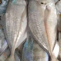 ماهی جنوب|خوردنی و آشامیدنی|رشت, بازار|دیوار