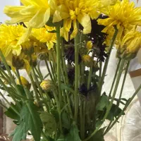 راننده نیسان یخچالدار