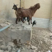 بز و کره و چپیش|حیوانات مزرعه|میبد, |دیوار