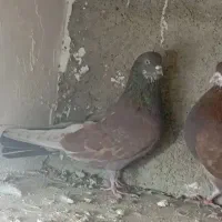 کفتر نر زمانی بشرط ساعت سنگین|پرنده|وحیدیه, |دیوار