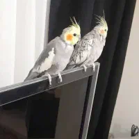 جفت عروس هلندی|پرنده|هشتگرد, هشتگرد قدیم|دیوار