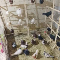 کبوترهمه رقم