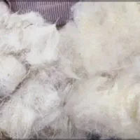 پشم گوسفندی شسته شده