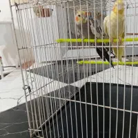 عروس هلندی با جوجه|پرنده|سرایان, |دیوار