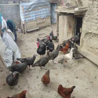 تخم بوقلمون نطفه دار تضمینی