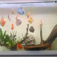 آکواریوم۶میل