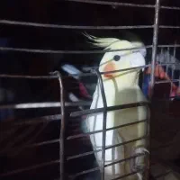 عروس هلندی دوعدد نر|پرنده|پاکدشت, پاکدشت (مامازند)|دیوار