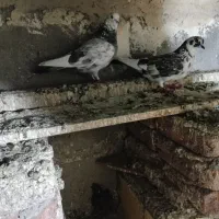 کبوتر پرنده