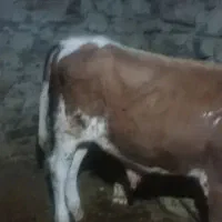 گوساله نر سمینطال|حیوانات مزرعه|سروآباد, |دیوار