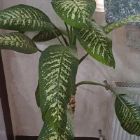 گل دیفن باخیا|گل و گیاه طبیعی|شیراز, دشت چنار|دیوار