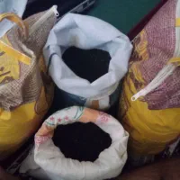 بذر پیازمینروا