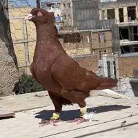 سرخ دمسفید نر