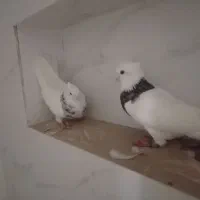 طوقی|پرنده|بندر گناوه, |دیوار