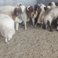 بره|حیوانات مزرعه|اهواز, زیتون کارگری|دیوار