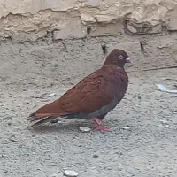کفتر
