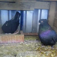 کبوتر|پرنده|بم, |دیوار