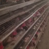 قفس مرغ تخم گذار