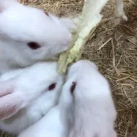 خرگوش دستی|موش و خرگوش|سبزوار, قصبه شرقی|دیوار