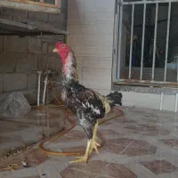 مرغ خروس لاری