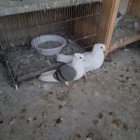 یک جفت نر ماده پشتار