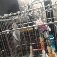 عروس هلندی نر