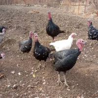 بوقلمون کوردی