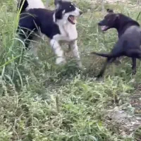 دوتا سگ حوالی شموشک گمشده