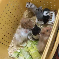 انواع همستر شروع قیمت از ۱۲۰