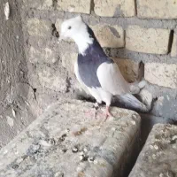 کفتر سرور و کشکلک و طوقی