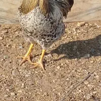 دو عدد خروس محلی