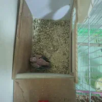 عروس هلندی|پرنده|مبارکه, |دیوار