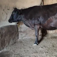 گاو هلشتاین سراب|حیوانات مزرعه|قره پشتلو, |دیوار