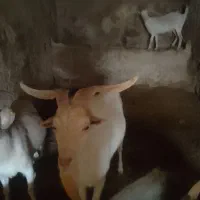 نر بز سانن یک سال ونیم برای اصلاح نژاد