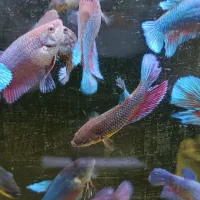 فایتر ماده|ماهی|بیرجند, |دیوار