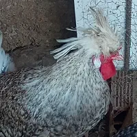 خروس لهستانی